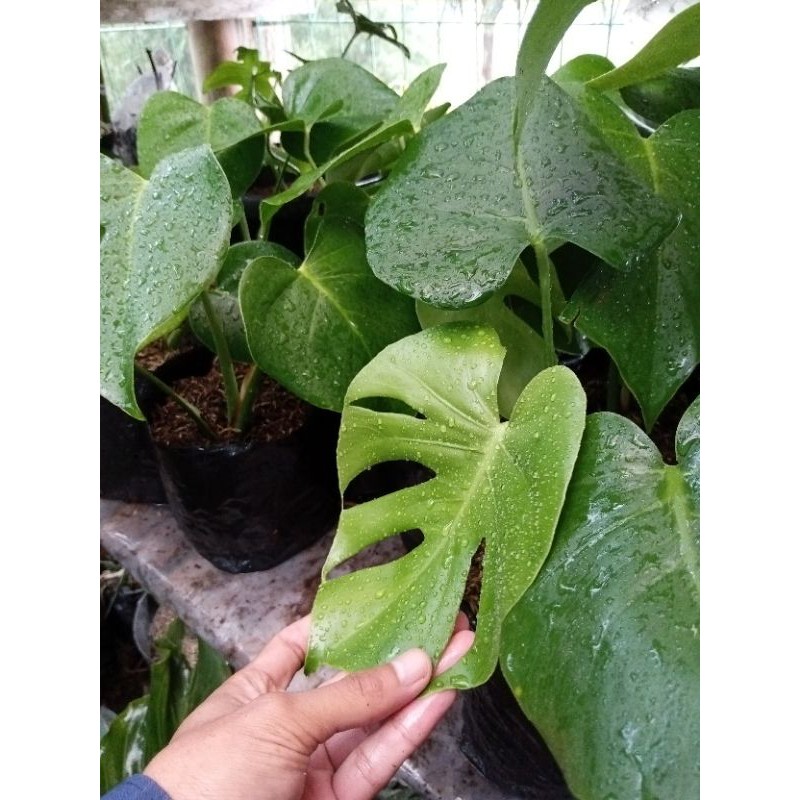 philodendron monstera deliciosa brazilliancommonform