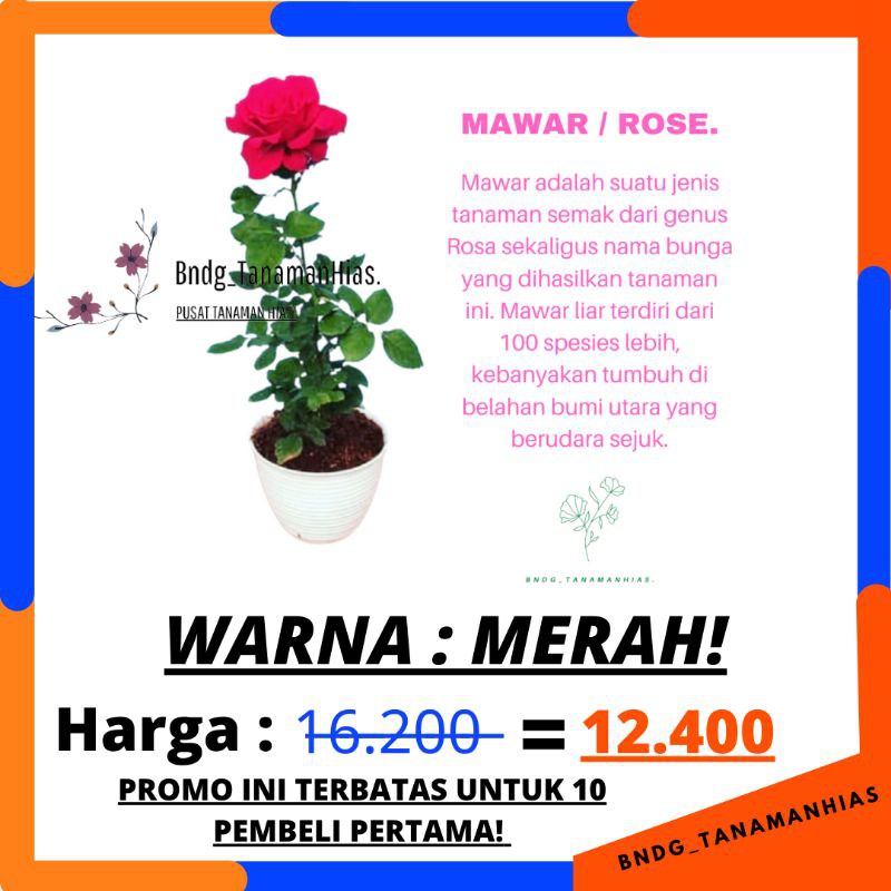 BUNGA ROSE MAWAR SUPER GRADE (WARNA MERAH) | TERMURAH