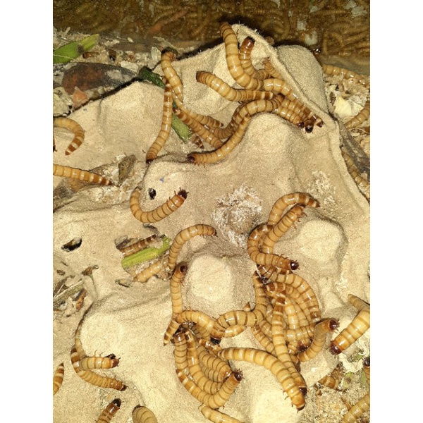 Ulat jerman medan fresh 1 kg (1000 gram), garansi 5 hari perjalanan.