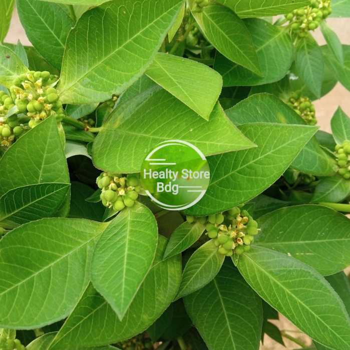 

Daun kate mas atau daun sena segar 1 kg