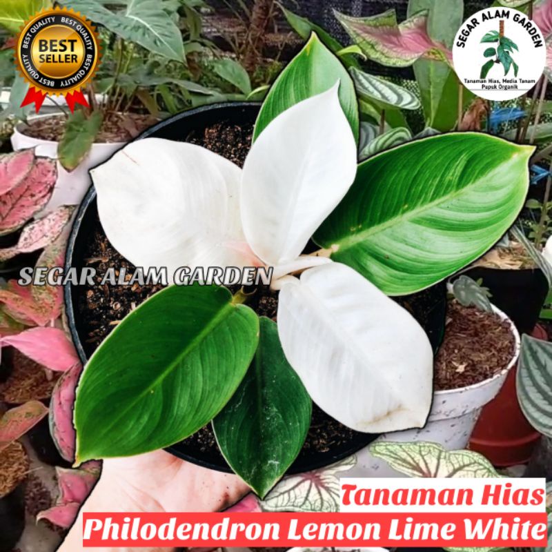 Tanaman Langka Tanaman Hias Philodendron Lemonlime White - Philo Lemon Putih