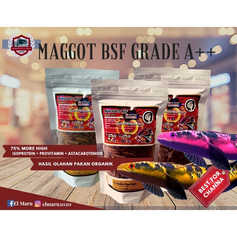 Maggot bsf grade A++ El Barca