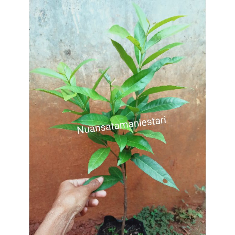 pohon salam daun/pohon salam bumbu/tanaman salam