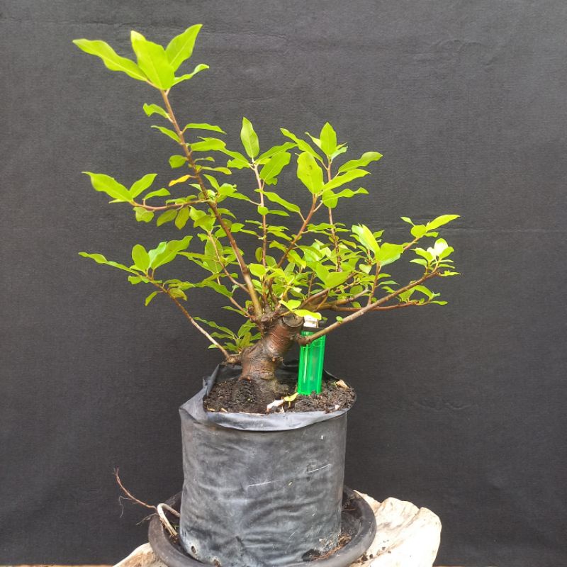 Bahan Bonsai Loa Mame Small prospek