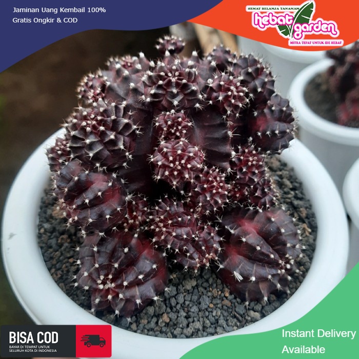 JUAL gymno red korea super red - Hebat Store