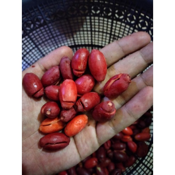 

Kulit melinjo mentah 1 kg merah matang