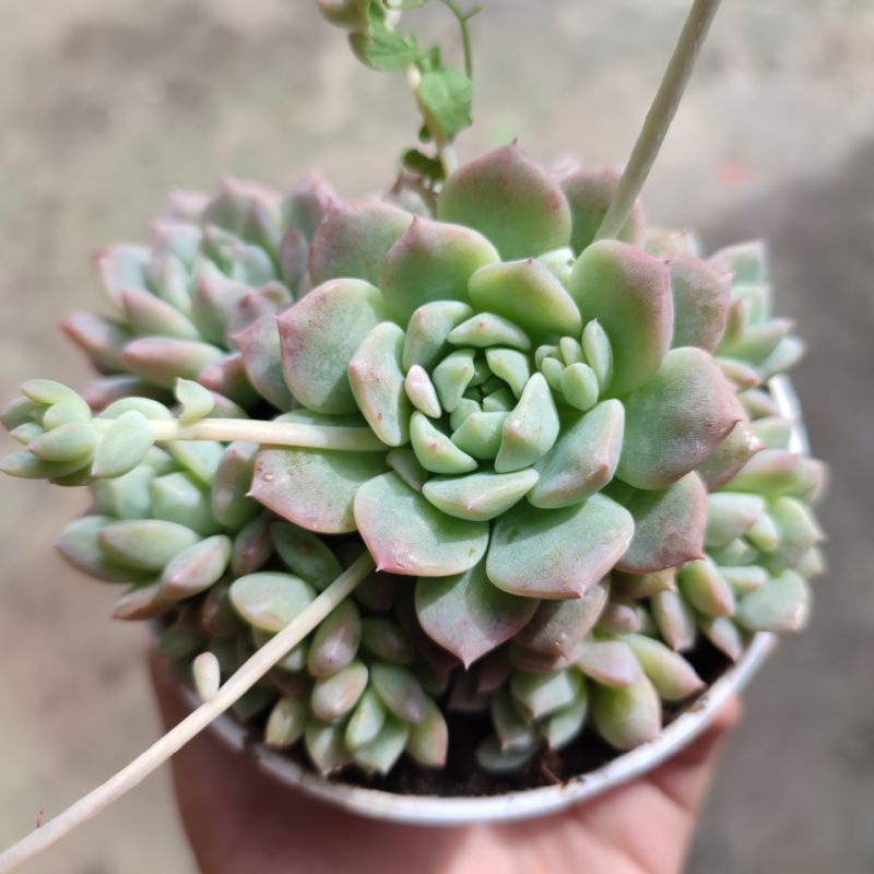 Sukulen echeveria prolifica/Anting ratu