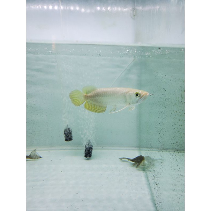 

Arowana Arwana Golden Crossback (Sertifikat)