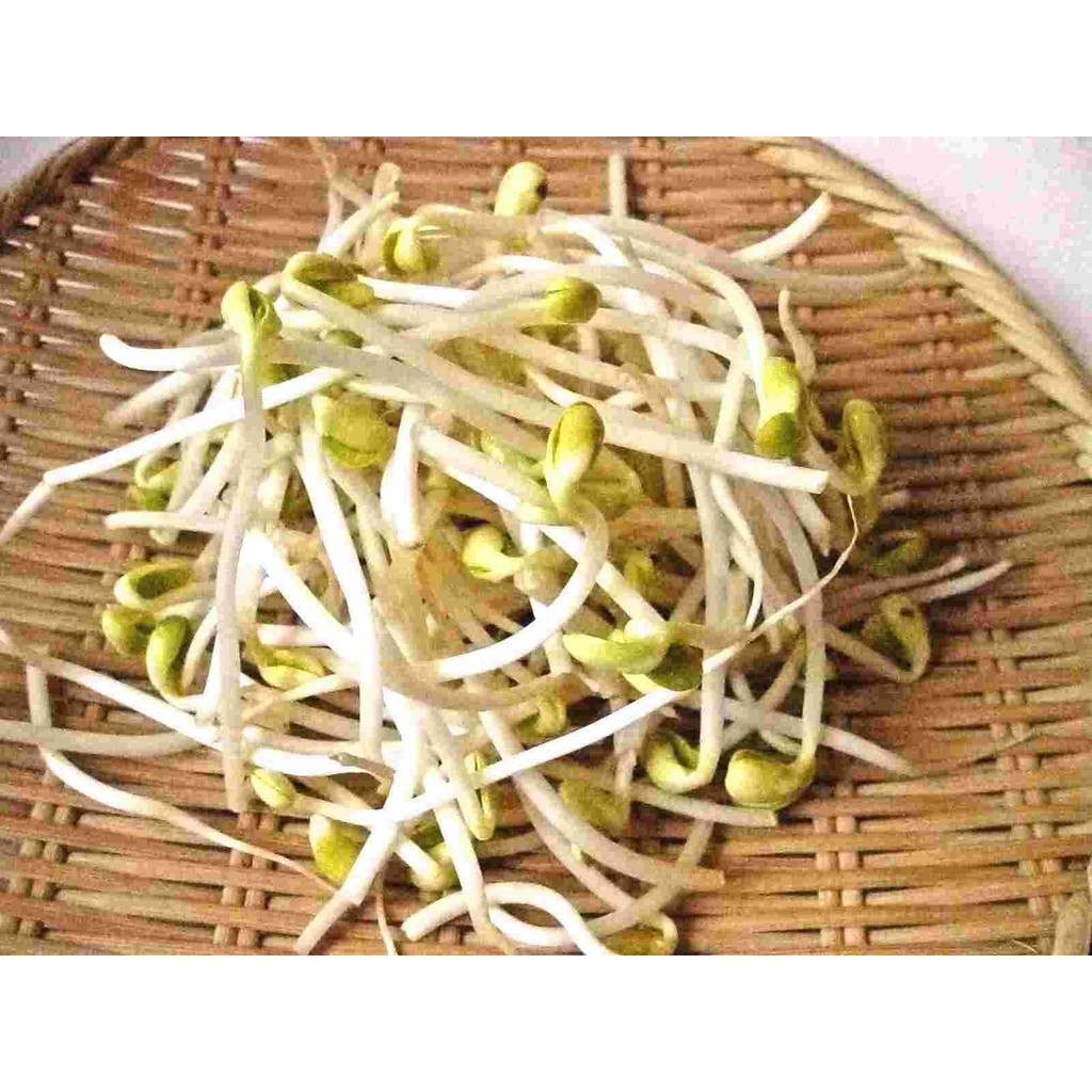 

Toge Segar/500gr