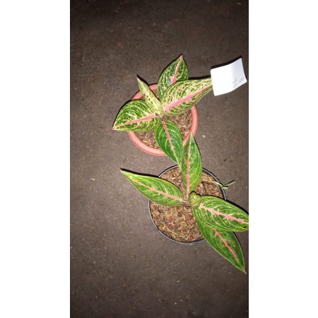 paket aglonema red legacy//green legacy