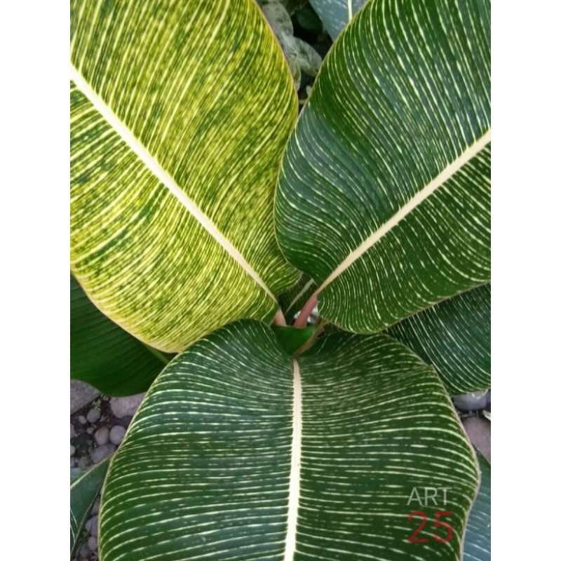 Heliconia Indica 'Striata' Bibit Berakar