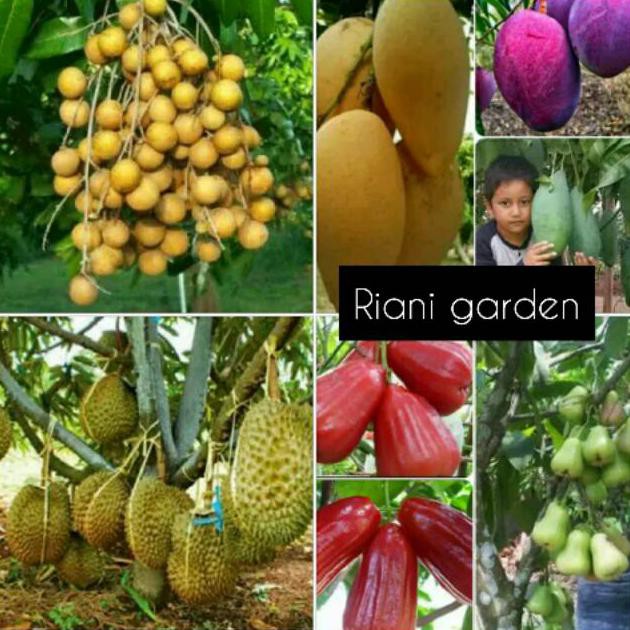 H3I Paket Bibit Unggul(Kelengkeng Satu Jari,Mangga 3 Jenis,Durian,Jambu Air 2 Jenis)
