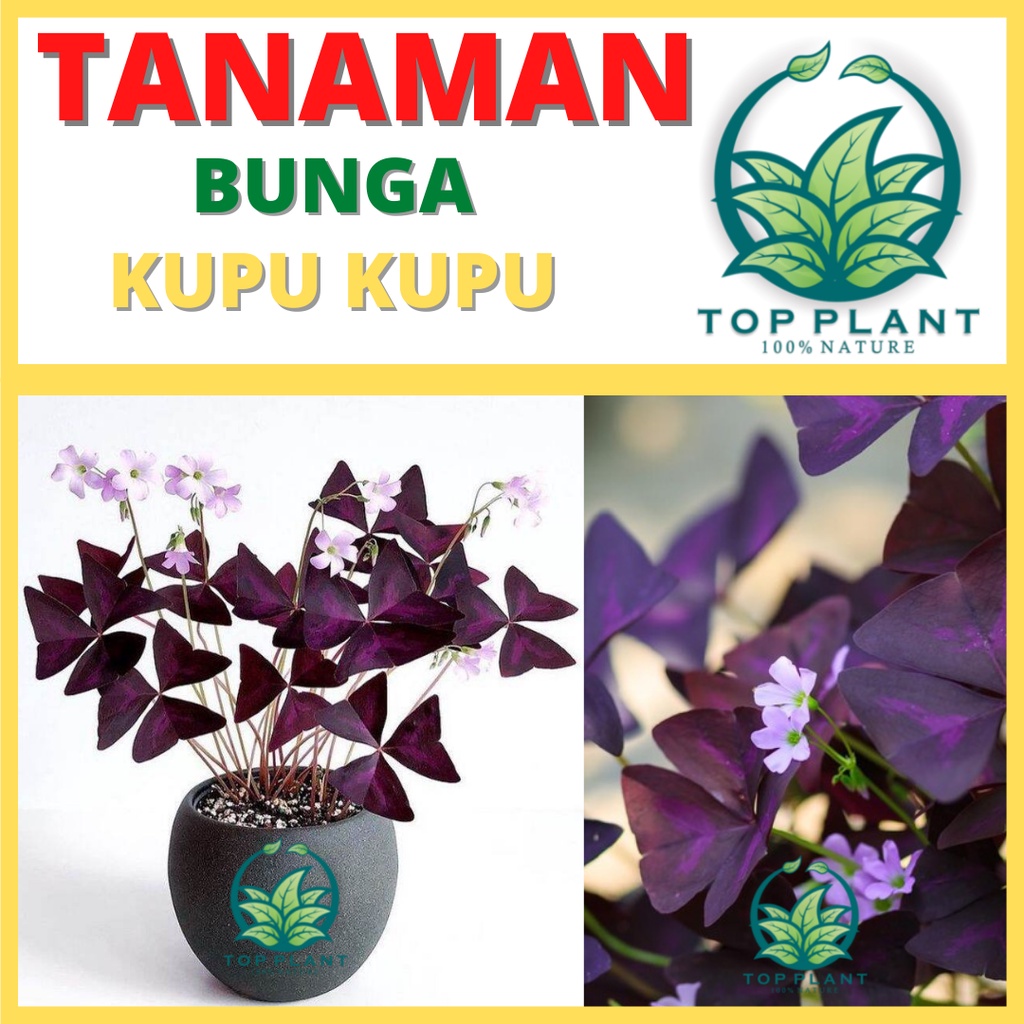 tanaman hias Shamrock ungu  (Oxalis triangularis)- semanggi ungu terbaru
