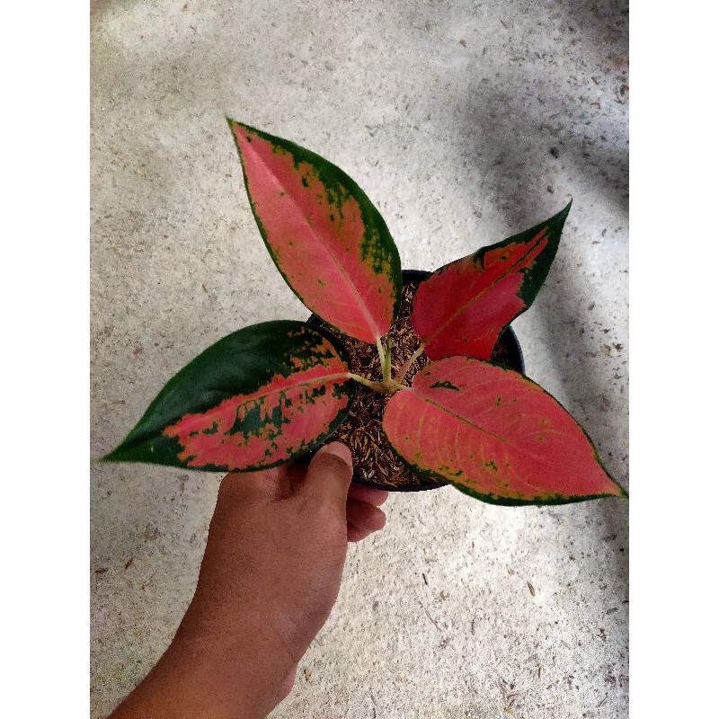 kochin tembaga monvori