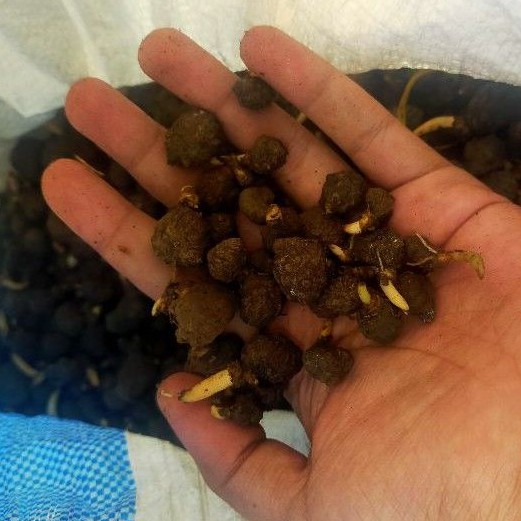 

KATAK PORANG MURAH (minimal order 100biji) bibit porang katak asli