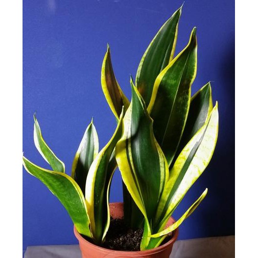 Bibit Tanaman Hias Sukulen Sansevieria 003