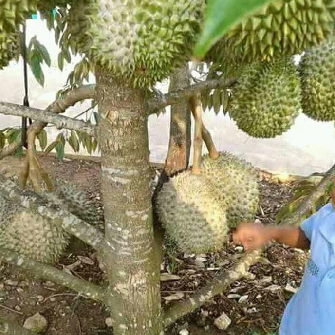 Biji Benih Bibit Tanaman Buah Durian Musang King Kaki 4.. Ro*