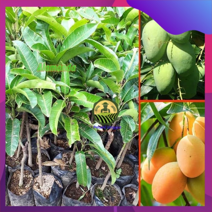 Bibit Tanaman Mangga Madu Anggur