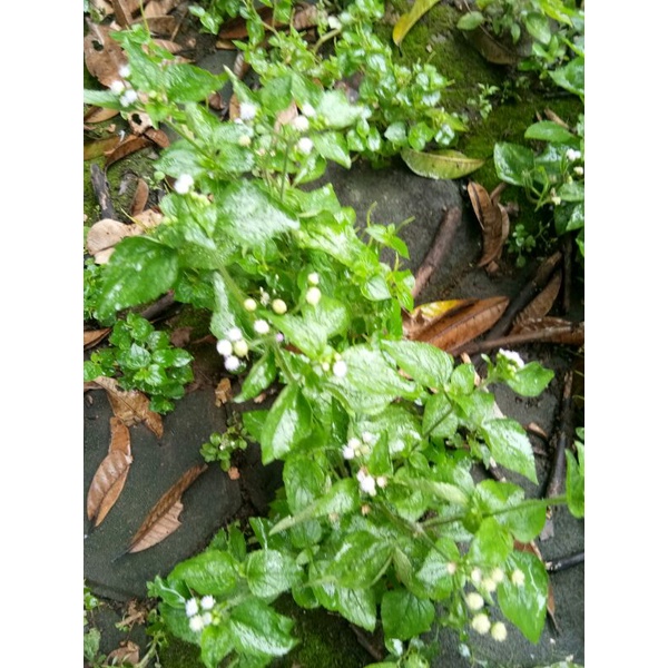 

Daun Bandotan Segar 100gr