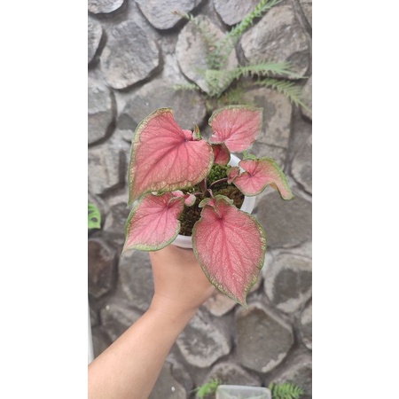 Tanaman Hias Caladium / Keladi Red Jaguar Daun Ganda
