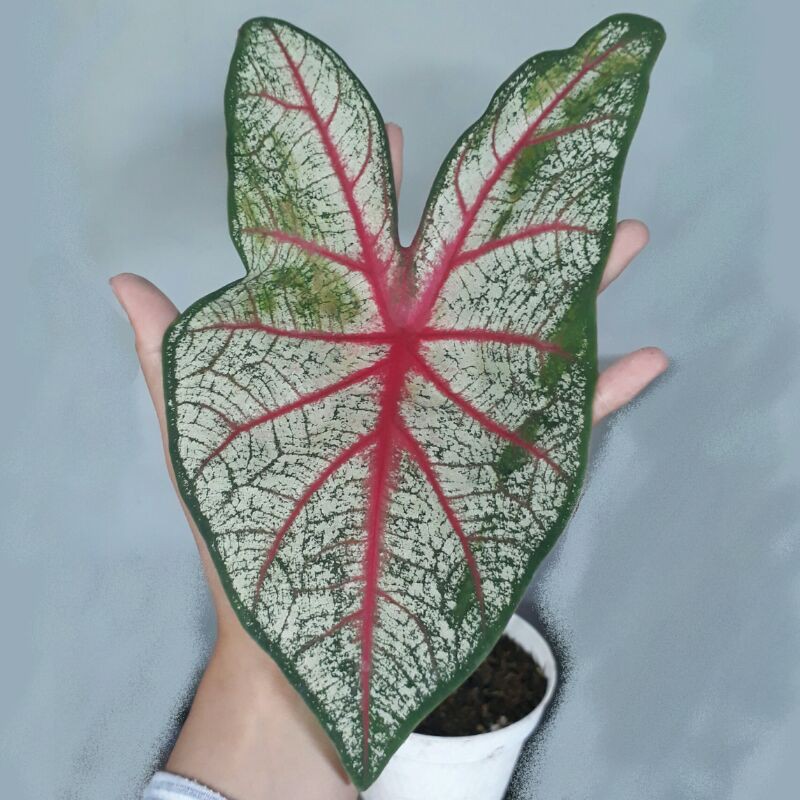 caladium white queen / caladium fiesta / caladium red bone