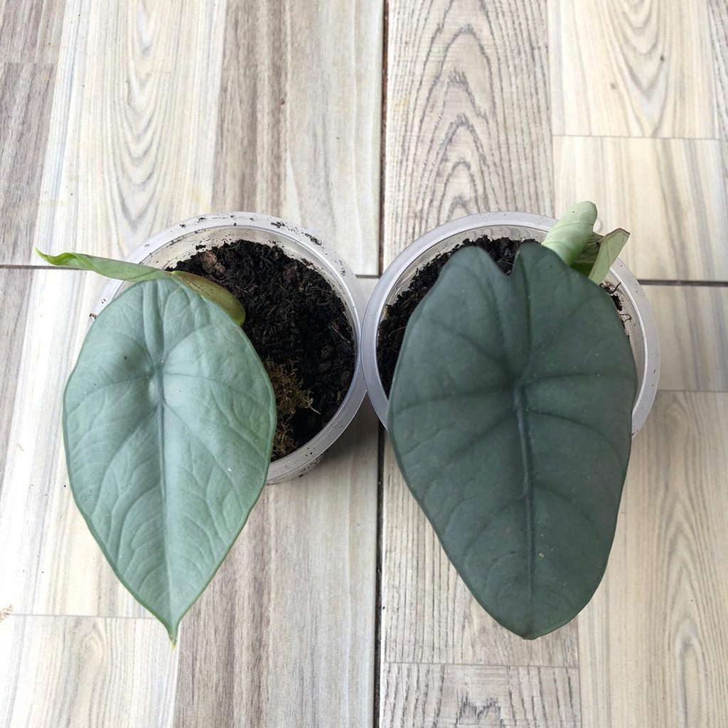 rawatan Alocasia melo badak 2 daun | alocasia melo kapuas | alocasia chaii alocasia chai