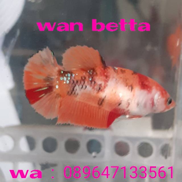 Jual ikan cupang#koi#galaxy#emerald#multy colour#blue rim#black samurai