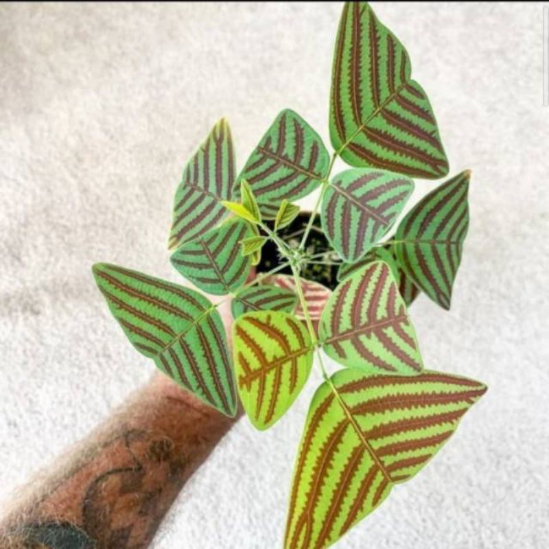 Tanaman Hias Oxalis Triangularis - Tanaman Hias - Oxalis