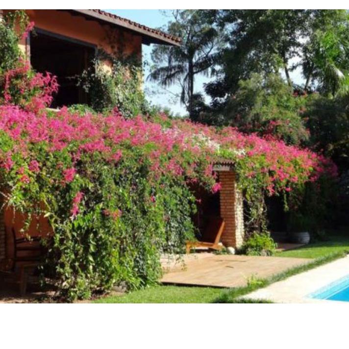 Insta Sell Bibit Tanaman Bunga Air Mata Pengantin Pink | Air Mata Pengantin Varian Bunga Warna Pink 