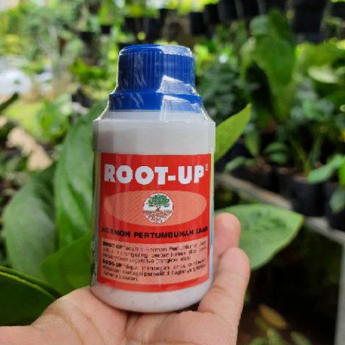 ROOT UP / Hormon Penumbuh Akar