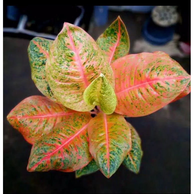 Aglaonema Harlequeen Murah berkualitas / Aglaonema Harlequin tanian lokal murah berkualitas