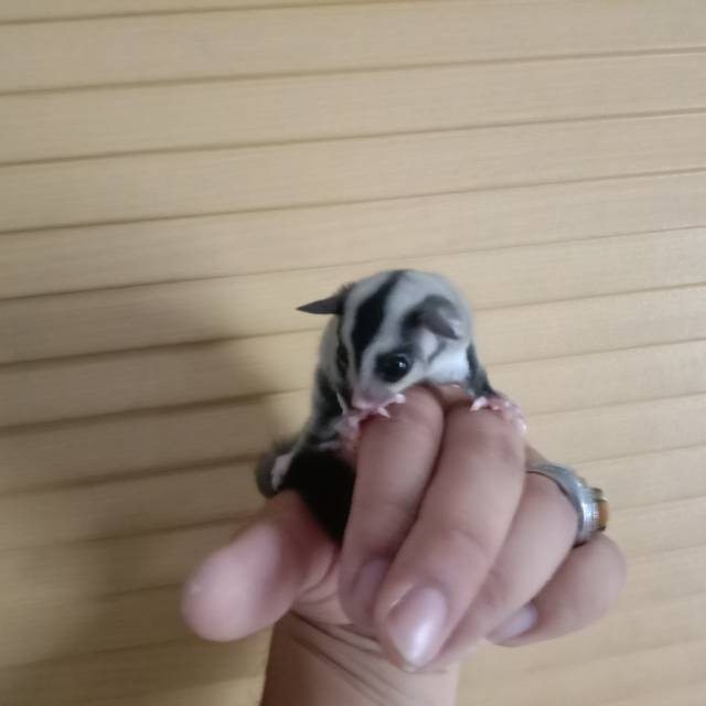 Joey sugar glider jantan 1,5 bln indukan moza x grey
