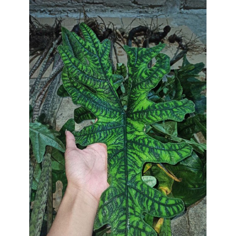 3 bonggol alocasia jacklyn besar ( alocasia sp sulawesi)