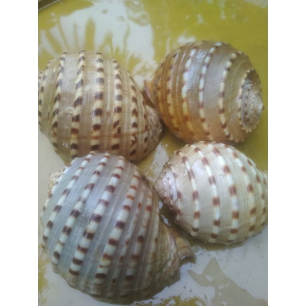 cangkang keong laut/keong 4pcs cantik/hiasan aquarium/accessories akuarium