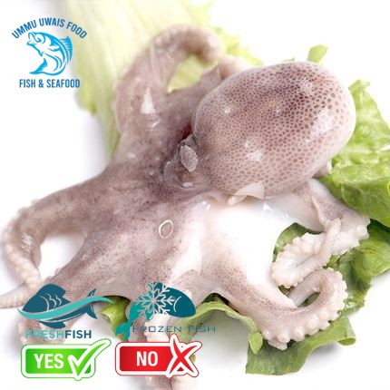 

Baby Octopus Gurita Segar Berkualitas - 1 Kilogram