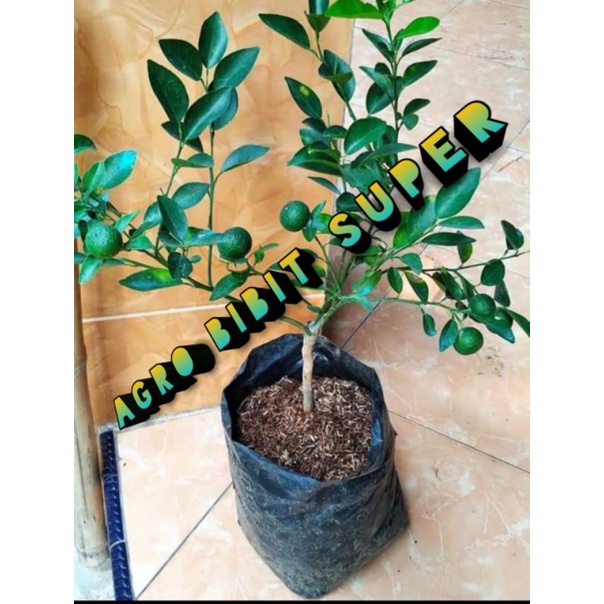 bibit jeruk limau sudah/sambal sudah  berbuah