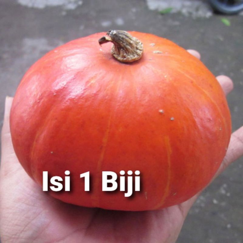Benih Labu Kabocha Eceran