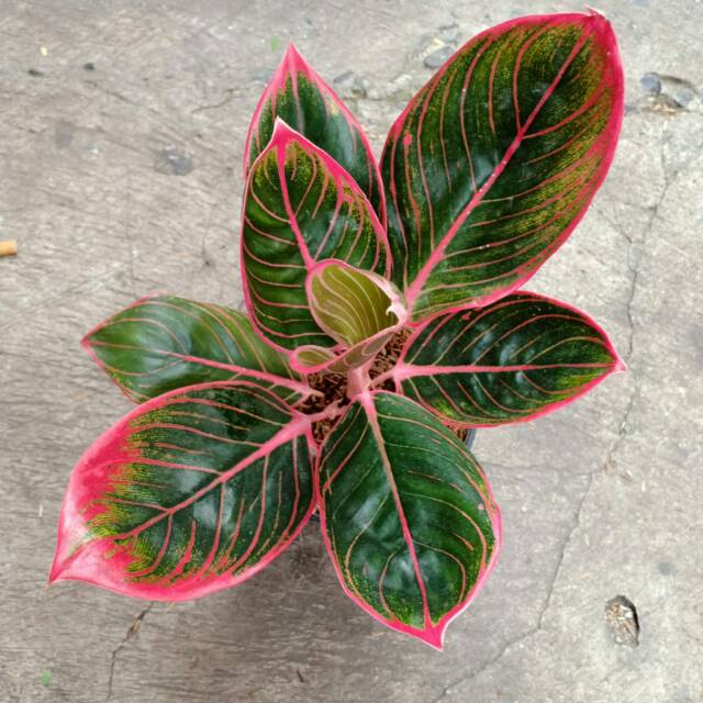  Aglaonema  Lipstik  Kanza 