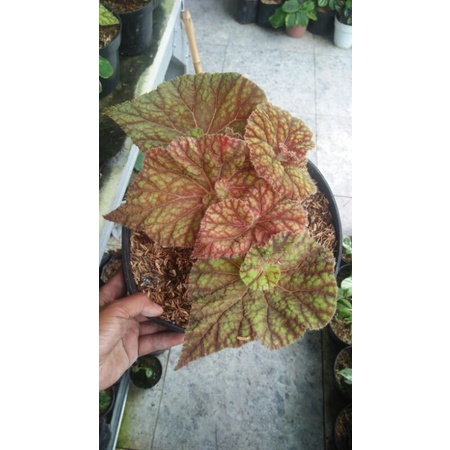 begonia keong emas