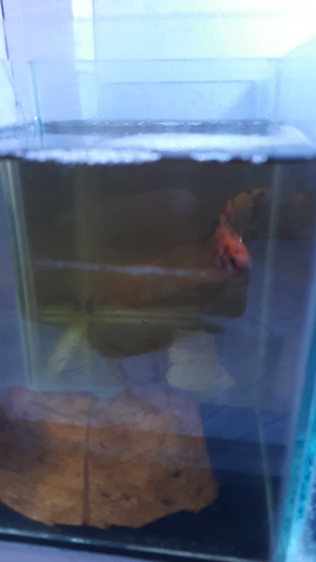 Daun Ketapang Kering