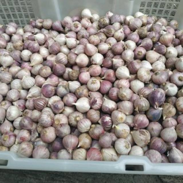 

Bawang import 500 gram tidak kempos