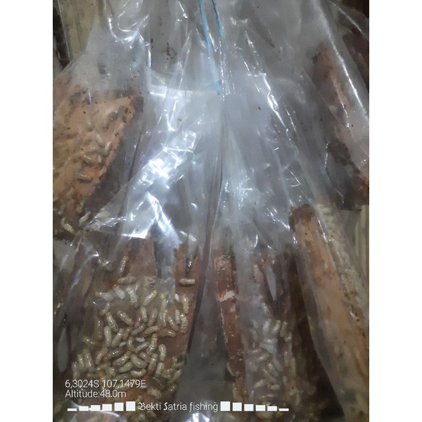 poa / pua / rengas rangas / raru umpan gacor