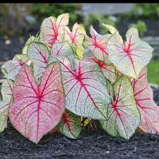 Tanaman hias keladi caladium white queen/caladium white queen - BAKUL KEMBANG