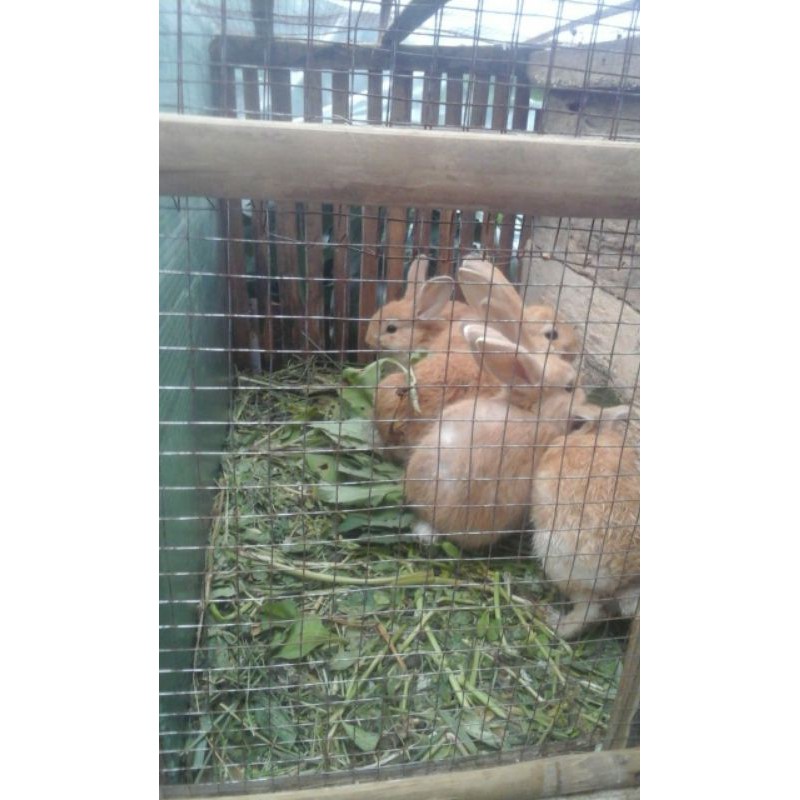 jual anakan kelinci flemish giant