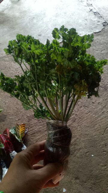 Tanaman Hias Bibit Herbal Parsley Shopee Indonesia