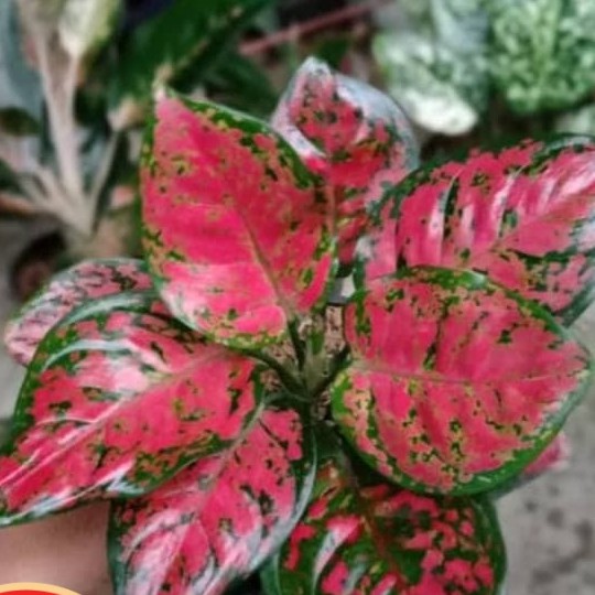 Tanaman hias aglonema dut anjamani - pohon aglonema dut anjamani