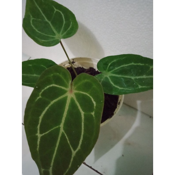 Tanaman Hias Anthurium Kuping Gajah hybrid (Forgetti X Cristallinum)