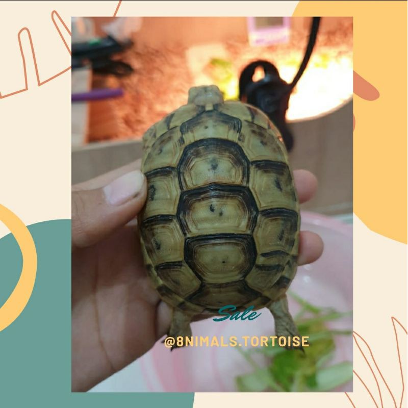 Golde Greek Tortoise