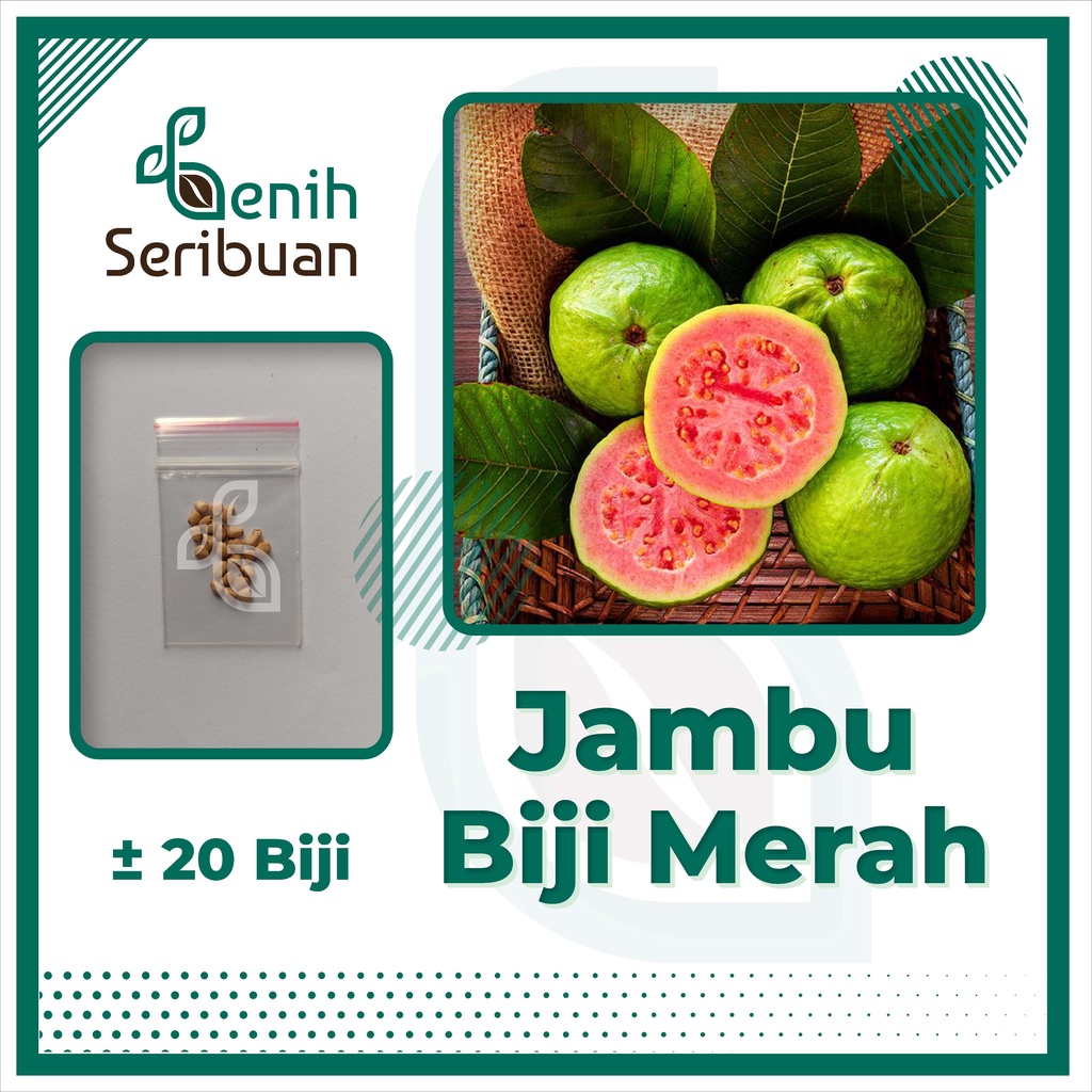BS-BYL Benih Buah Bibit Tanaman Buah F1 Hibrida Unggul Anggur Strawberry Semangka Melon Labu Pepaya Jambu Blackberry Ciplukan Raspberry dll-JAMBU BIJI MERAH