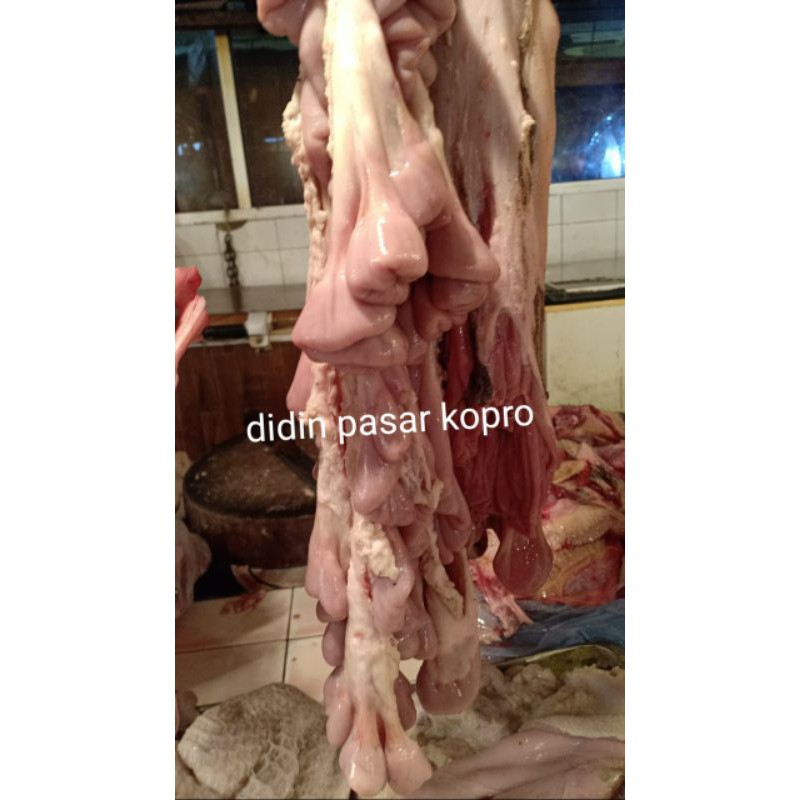 

iso sapi